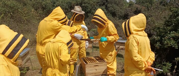 Potencial Insectos (2)