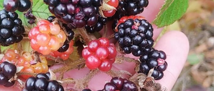 Mora silvestre Conservacion - Polinizacion