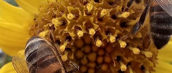 Abejas en flor Polinizacion Colombia