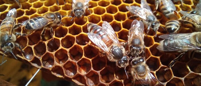 WhatsApp Image 2022-08-19 at 4.36.22 AM (1)