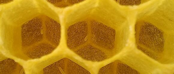 Huevos abeja Cria de abejas